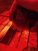 IMG_20200407_102554951.jpg