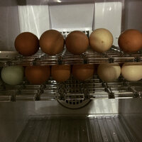 Eggs day 1.JPG