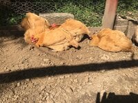 57D17008-6B78-4B4B-BE73-7946418B3AF2.jpeg