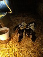 IMG_20200409_193308.jpg