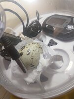 IMG_20200410_121900588.jpg