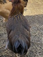 9A1E094B-FC08-4D61-B660-8D0073E829FD.jpeg