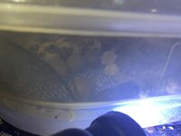 E8615368-F0DA-483E-9569-BE4253223114.jpeg