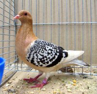nuremberg lark  5.jpg