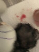 5B322ABB-C188-4428-854D-28BC6A024C59.jpeg