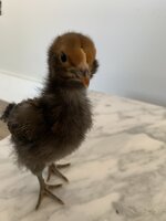 olive egger.jpg