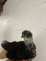 IMG_4068 2.jpeg