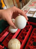 egg 1.jpg