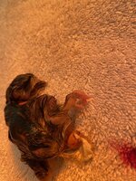 D1035407-4AFA-4862-8543-F6CD00D52539.jpeg