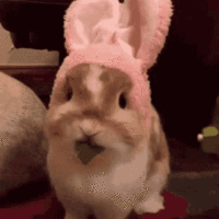 01880542-898C-4E89-8AD8-4816090E7085.gif