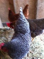 3 hens in coop.JPG