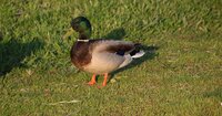 ps cropped_1_DSC_0850.jpeg