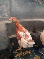 2nd red white chick.jpg