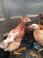 4 chick light yellow.jpg