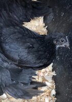 black chicken.jpg