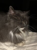 1118F1C0-A87A-4BD1-9805-352D0E38A752.jpeg