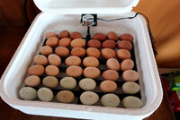 Incubator Eggs.jpg