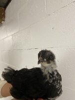 IMG_4069.jpeg