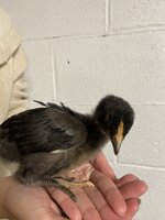 IMG_4072.jpeg