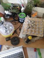 IMG_20200417_122559679.jpg