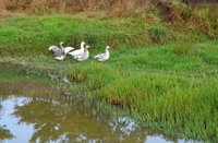 Geese.jpg