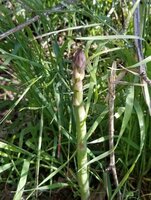 Asparagus2.jpg