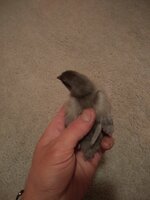 IMG_20200418_005340242.jpg