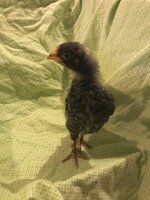 Chicken 1.jpg