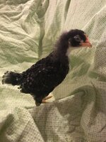 Chicken 2.jpg