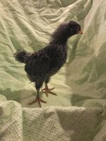 Chicken 3.jpg