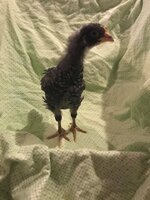 Chicken 4.jpg