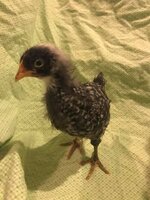 Chicken 6.jpg