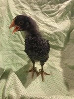 Chicken 7.jpg