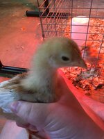 3 Week Old Chick Pics 2020 3.jpg