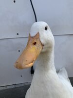 CC769600-BE62-424D-9B40-D8CE5E51E557.jpeg