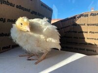 Pip Quail.jpg