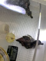 019F619D-BD64-4740-A094-A9DC3CC89B73.jpeg