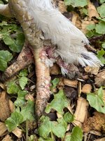 rooster leg.JPG