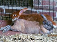 15jul27bun661.jpg