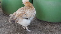 20200417_093756.jpg