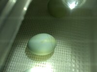 IMG_20200420_111656722.jpg