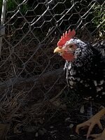 38E3DCFD-57D6-455D-A33E-4C2FAAA41581.jpeg