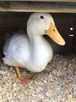 87E3C211-75DF-4993-BE5F-C85779A29B6B.jpeg