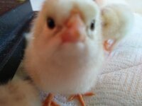 IMG_20200421_184547220.jpg