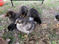 IMG_1420.jpeg