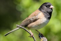 dark-eyed-junco-5c911407ceb84c09a4576062467119f7.jpg