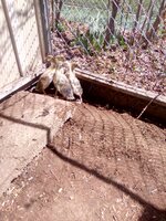 IMG_20200421_143224.jpg