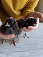 Barred Plymouth Rock - Chick 1 and 3 - 1 weeks - feet .jpg