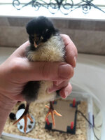 Fluffball1.jpg