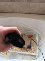 Fluffball2.jpg
